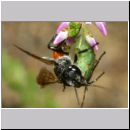 Astata boops - Wanzengrabwespe w05a 10mm mit Wanze auf Heide - Niedringhaussee.jpg